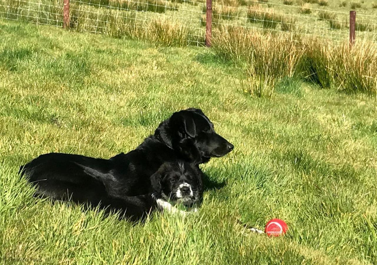 Farmhouse & Cottage At Geufron Farm - Dog Friendly Bryn-crug 外观 照片
